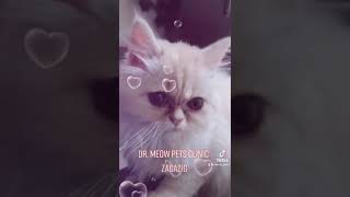 Cute Cat - Dr. Meow Pets Clinic