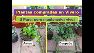 5 pasos para que nunca se te muera la planta que compraste en el vivero| Ejemplo: Recuperación menta