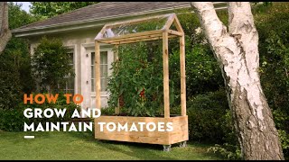 How to grow and maintain tomatoes | STIHL