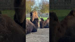 Cotswold road trip - Day 3: All things wild zoo #travel #shortvideo #shortfeed #cotswoldvillages