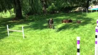 GSD playing in a sprinkler on a hot day