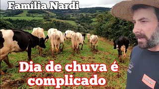 Me obriguei a largar as vacas na aveia abaixo de chuva, largando as vacas na pastagem de inverno.