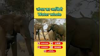 लकड़बग्गो ने किया water whole पर कब्जा #animals #wildanimal #shortsviral