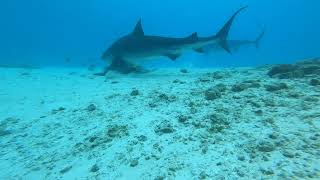 Fuvahmulah Tiger shark