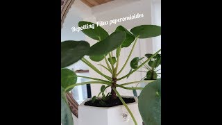 Repotting my Pilea Peperomioides Plant and propagation #blessedlittlenest #momvlogger #diy