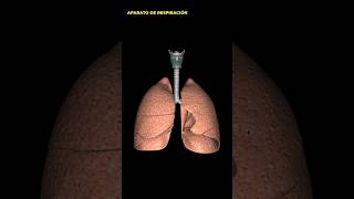 Hablemos del sistema de respiración. 🫁