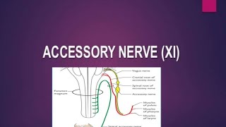 ACCESSORY NERVE