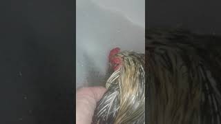 Lazy Mr. Phoebe Rooster Tries to Nap During His Bubble Bath