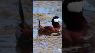 Ruddy duck display #Shorts