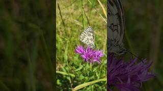 Butterfly - fluturi - lepidoptera România -  wildflowers #fluturi #prinsate #maramures #viatalatara