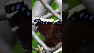 mourning cloak butterfly 🦋#butterfly #butterflies #naturelovers #raptorlovers #wildlife 5-27-24