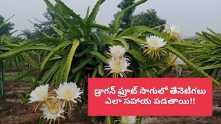 డ్రాగన్ ఫ్రూట్ సాగులో తేనెటీగలు ఎలా సహాయ పడతాయి!! #dragonfruit #farming # honey bees help