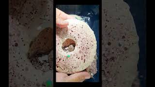 Donuts crush #asmr #relax #satisfying #cornstarch #stressrelief