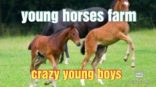 young horses farm | foals farming video | beautiful Young horses farm