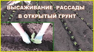 ЭФФЕКТИВНЫЙ СПОСОБ ПОСАДКИ РАССАДЫ ОВОЩЕЙ В ОТКРЫТЫЙ ГРУНТ