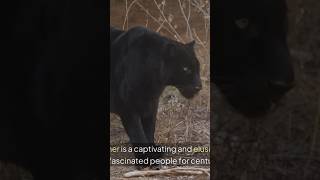 Secrets of the black panther #animals #leopard #wildlife #cat #bigcatsecrets