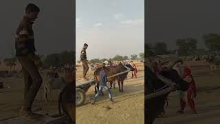 Nagaur Mela 2024 | नागौर पशु मेला 2024 #NagaurPashuMela2024 #viral #shorts #trending #youtubeshorts