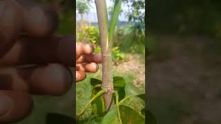 আম গাছের কলম করার সহজ পদ্ধতি #shot video.