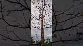 Trepada al arbol - Primer puesto🥇🌳