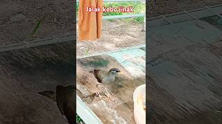 Burung jalak kebo jinak #short.