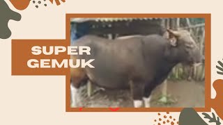 Rahasia Sukses Budidaya Sapi Bali Super: Tingkatkan Pendapatan Anda dengan Ternak Sapi Bali Super