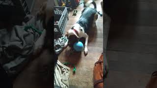 Service Dog Scout-Upon Being Given A Jolly Ball