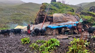 Most Peaceful And Relaxing Nepali Mountain Village Life Rainy Day |Shepherd Food | shepherd Life |