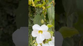 Natural clock vine flowers || Home Gardening | #flowers #youtubeshorts #shorts