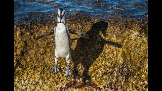 Penguins Of Africa