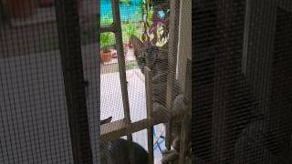 Waiting on the window #cat #kittty #cutecat #crazykitty #catlover #shortsvideo