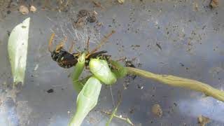 Mantis eats wasp, watch that stinger