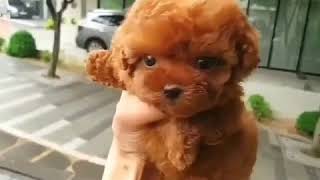 Soooooooooo cute dog