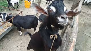 Pure Black Bengal Goat Farm