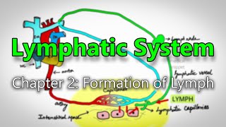 Lymphatic System : Chapter 2: Formation of Lymph