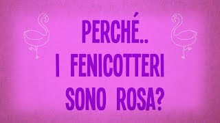 Perché i fenicotteri sono rosa?