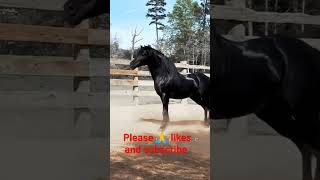 Black Horse and supar dance 😘🤩#shorts #short #black #horse