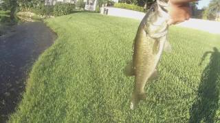 Slaying Big Florida Bass!!!