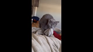 Relaxing purring and cat kneading