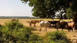 New Forest