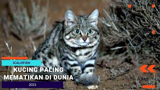 Kucing Paling Mematikan Di Dunia