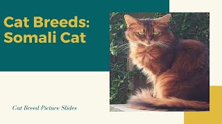 Somali Slides - Cat Breeds