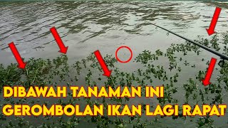 Mancing Ikan Wader Bergerombol Dipinggir Sungai | Harus Balik Lagi Kesini