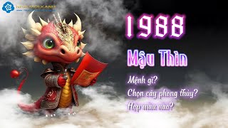 Người sinh năm 1988 (Tuổi Mậu Thìn) hợp cây gì - màu gì? - Phong thủy tuối Mậu Thìn | Nhà Mới Xanh