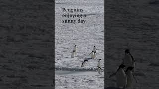 Adelie Penguins running across the sea ice at Ross sea