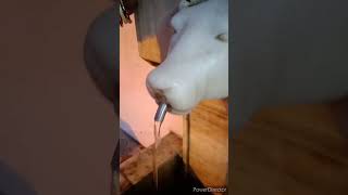 Unique tap installed for drinking water #youtubeshorts #viralvideo