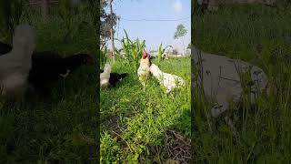 #shorts #rooster #viral video HD