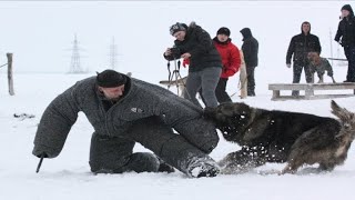 تدريب الراعي القوقازي لحماية صديقه عند الشجار مع شخص آخر Caucasian Shepherd Training