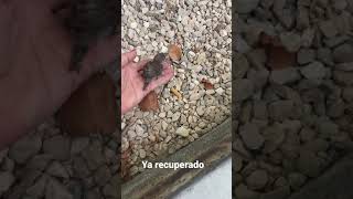 Polluelo de gorrión recuperado durante varios días y entregado a su hogar