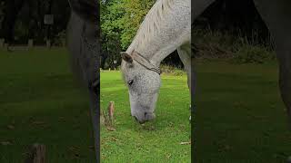 Beautiful White Horse Munching On Grass