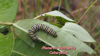 Monarch Butterfly Caterpillar